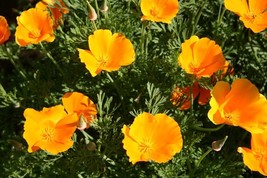 SL 200+ California Orange Poppy Seeds For Garden Planting - Usa - ! - $4.73