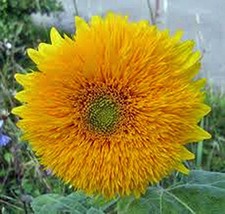 Sunflower, Giant Sungold 100 Seeds Large Beautiful Vivid Colorful Blooms - £2.35 GBP