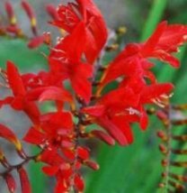 50 Red Crocosmia Lucifer Plant Seeds Fresh Seeds - £4.09 GBP