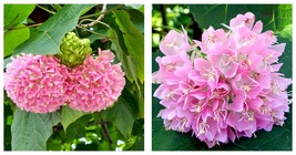 Landscape Brightener: Dombeya Shrub Seeds for Stunning Displays 200 Seeds - $27.99