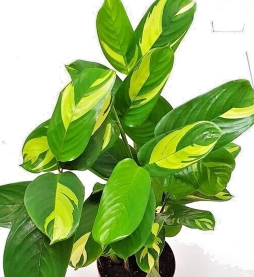 Houseplant Ctenanthe Lubbersiana Never Never Variegated 1 Live 1-2&#39; Plan... - €33,60 EUR