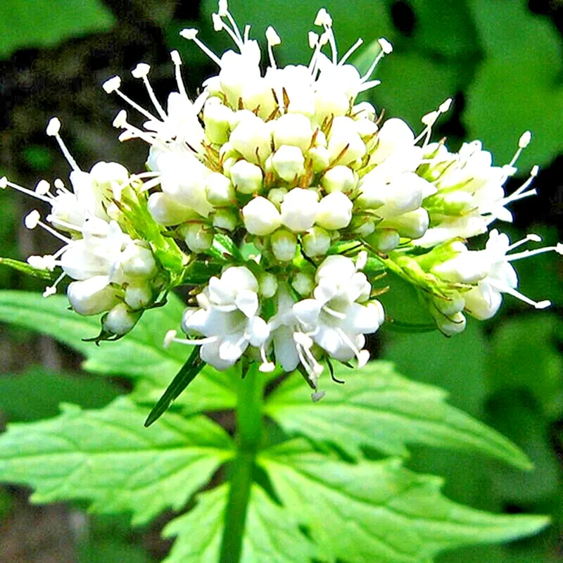 200+ Valerian Seeds Spring Sow Perennial Herb Sedative Catnip Bees Usa - $6.50