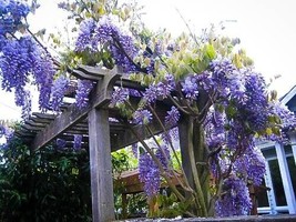 From US 5 Blue Moon Wisteria Seeds Vine Climbing Flower Perennial Seed 634 - £8.56 GBP