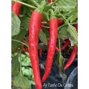 25 Seeeds Aji Cacho De Carbra Pepper Seed Healthy Planting Food Fresh Garden - £7.38 GBP