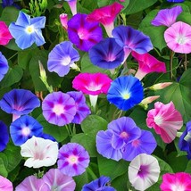 50 Mixed Color Morning Glory Flower Seeds Fresh Gardening USA SELLER - $9.98