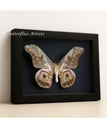 Real Saturn Caligula Rinaca Thibeta Silkworm Emperor Moth Framed Entomol... - €80,98 EUR