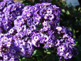 US Seller 50 Blue Marine Heliotrope Heliotropium Arborescens Flower Seeds Fresh  - $14.20