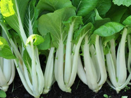 Pak Choi White Stem Chinese Cabbage Seeds, NON-GMO, Variety Sizes, FREE ... - €1,36 EUR+