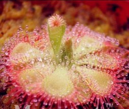 US Seller 100Pcs Drosera Burmanni Seeds Greenish Light Pink Color Fast Shipping - £11.86 GBP