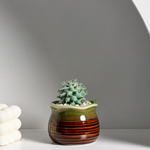 Ceramic Succulent Flowerpot Decoration Decorative - £9.17 GBP