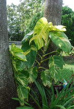 Golden Queen Pothos Vine Epipremnum - Can Grow to Jumbo Large Plant! Free ship! - £10.17 GBP