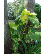 Golden Queen Pothos Vine Epipremnum - Can Grow to Jumbo Large Plant! Fre... - $12.87