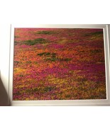 Ron Mellott matted photography California poppies Owl’s Clover Antelope ... - €62,89 EUR
