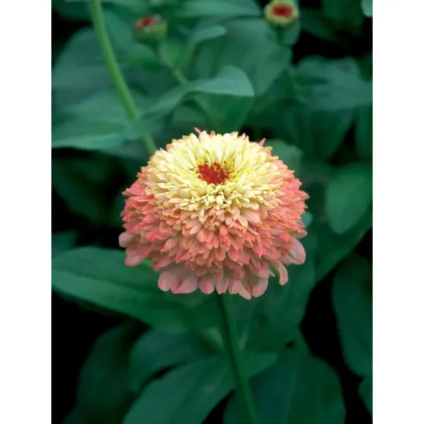 New 25 Zinderella Peach Zinnia Seeds Zinnia Elegans Fresh Garden - £9.39 GBP