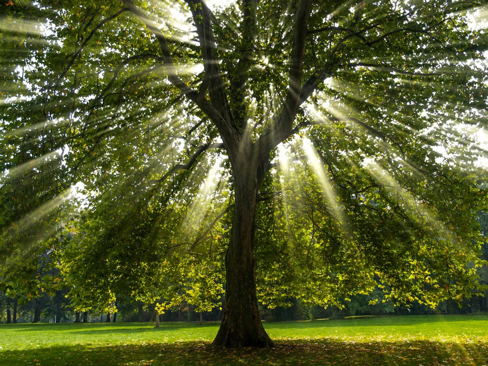 2 American Sycamore Trees s 10-12&quot; Tall Seedlings Quarts - £101.91 GBP