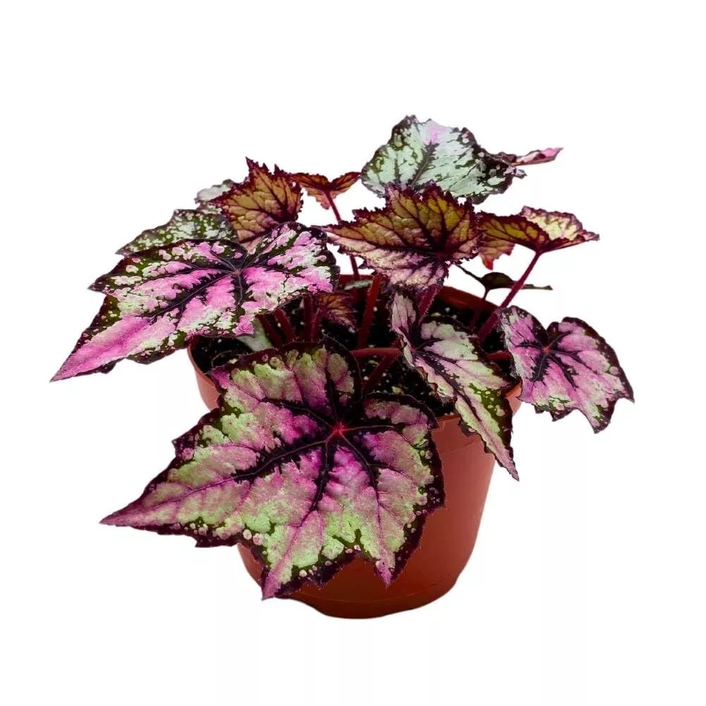 Begonia Rex Robert Golden 6 in Purple Gray Black Band Jagged Leaves - £49.25 GBP