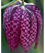 THJAR Fritillaria Meleagris | Snakes Head Fritillary | Checkered Lily | ... - $33.80 CAD