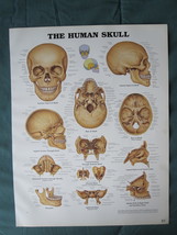 Anatomical Chart 11&quot; x 14&quot; Bookplate Print - The Human Skull - £3.99 GBP