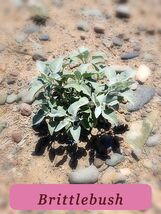 0775 brittlebush pop thumb200