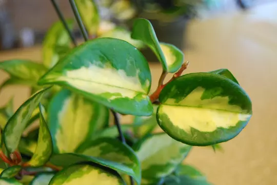 Hoya Carnosa Variegata Wax Plant - Variagated Cream &amp; Green Leaves Rubra - $17.00