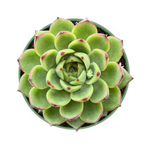 Live Echeveria &#39;Moon Stone&#39; Fresh fully rooted in 4&#39;&#39; Planter Perfect for Garden - £22.28 GBP