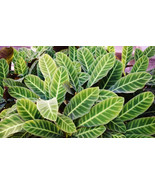 25+ Zebra Calathea Seeds  - £6.60 GBP