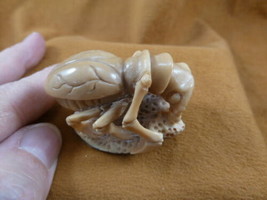 (tb-ins-3-3) tan Praying Mantis Tagua NUT figurine Bali detailed insect ... - $38.56