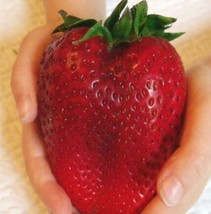 600Pcs Heirloom Super Giant Japan Red Strawberry Organic Seeds Beautiful Garden  - $17.90