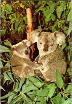 Vtg Postcard Koalas Atop a eucalyptus Tree, San Diego Zoo, California - £5.22 GBP