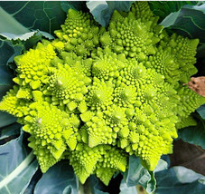 100 Roman Broccoli Vegetables Seeds for Garden - $18.00