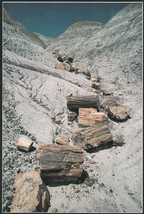 Postcard Petrified Forest National Park Logs Dry Wash Cutting Arizona Unused - £4.73 GBP