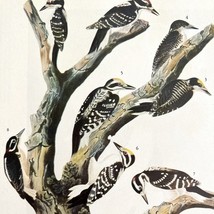 Two Woodpecker Types Bird 1946 Color Art Print John James Audubon Nature... - $39.99