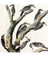Two Woodpecker Types Bird 1946 Color Art Print John James Audubon Nature... - $760.08 MXN