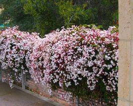 Pink Jasmine Jasminum Polyanthum - Rooted Starter Plant Extremely Fragrant - £22.38 GBP