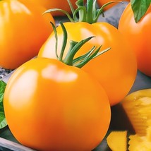 Golden Jubilee Tomato Seeds Non-Gmo 50 Seeds Heirloom Shipping Fresh Garden Usa  - £8.17 GBP