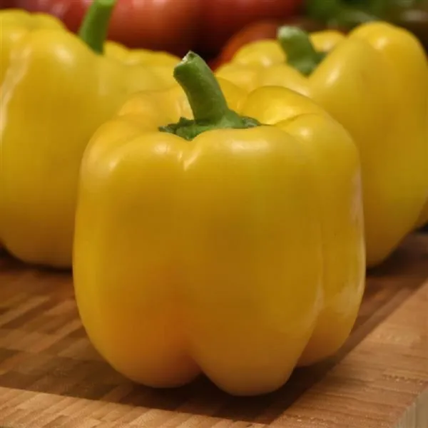 25 Trailblazer Pepper Seeds Yellow Bell Pepper F1 - £13.18 GBP