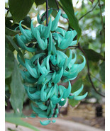 Jade Vine Strongylodon Macrobotrys Flower Seeds Pack 5 Seeds Pack Blue Fragrant  - $12.64