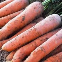 Grow In US Carrot Scarlet Nantes Heirloom 50 Seeds Tasty Carrot For Snacks - £7.27 GBP