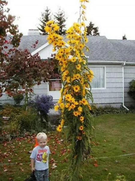 Giant Maximillian Sunflower Seeds Perennial Sunflower 200+ Seeds Made In U Garde - $19.96