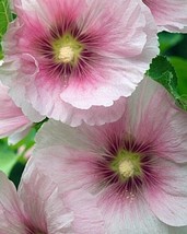 25 Blush Hollyhock Seeds Perennial Flower Seed Flowers 832 Us Seller Pink White - $5.62