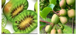 self pollinating! 2 Kiwi COLD HARDY Prolific vines. 2 for the price of 1!  - $43.99