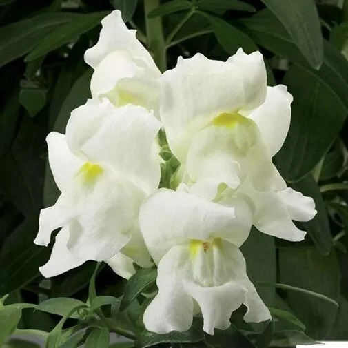 Antirrhinum Majus Snowflake Snapdragon 20 Seeds Fresh Seeds - £18.43 GBP