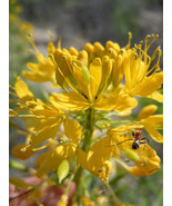 30 Yellow Beeplant Cleome Lutea Golden Bee Plant Spiderflower Native Flo... - £7.07 GBP