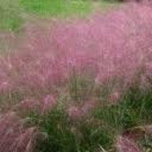 100 Ornamental  Purple Love Grass (Eragrostis spectabilis)  Grass Seeds - $3.49