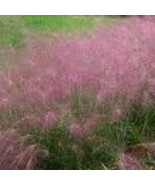 100 Ornamental  Purple Love Grass (Eragrostis spectabilis)  Grass Seeds - £2.74 GBP