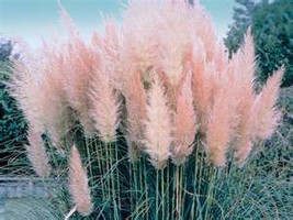 50 Ornamental Pink Pampas  (Cortaderia Selloana)  Grass Seeds - $3.65