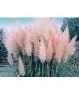 50 Ornamental Pink Pampas  (Cortaderia Selloana)  Grass Seeds - $3.65