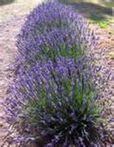 100 HEIRLOOM Lavender Vera Perennial  Lavendula Angustifolia True Seeds - $3.65