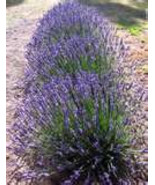 100 HEIRLOOM Lavender Vera Perennial  Lavendula Angustifolia True Seeds - £2.91 GBP