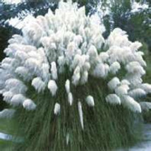 100 Ornamental (Cortaderia Selloana) , White Pampas Grass Seeds - $3.95